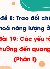 Bài 19. Các yếu tố ảnh hưởng đến quang hợp (Phần I)